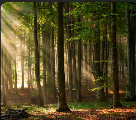 Restored forest with sunlight streaming through the canopy after Greenfield Village work